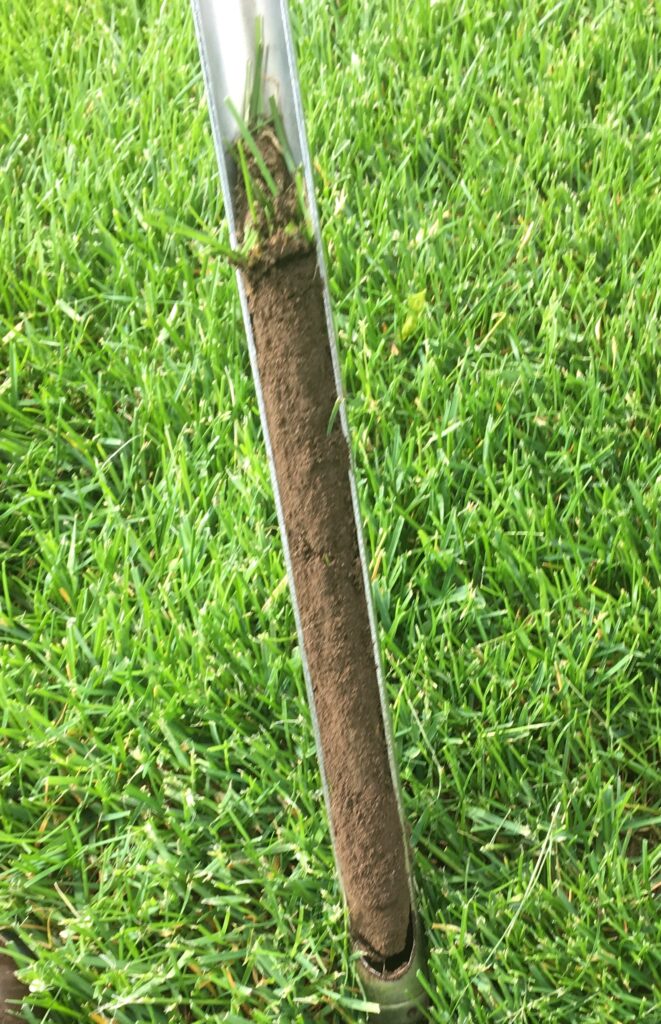Lawn to Survive the Summer Heat