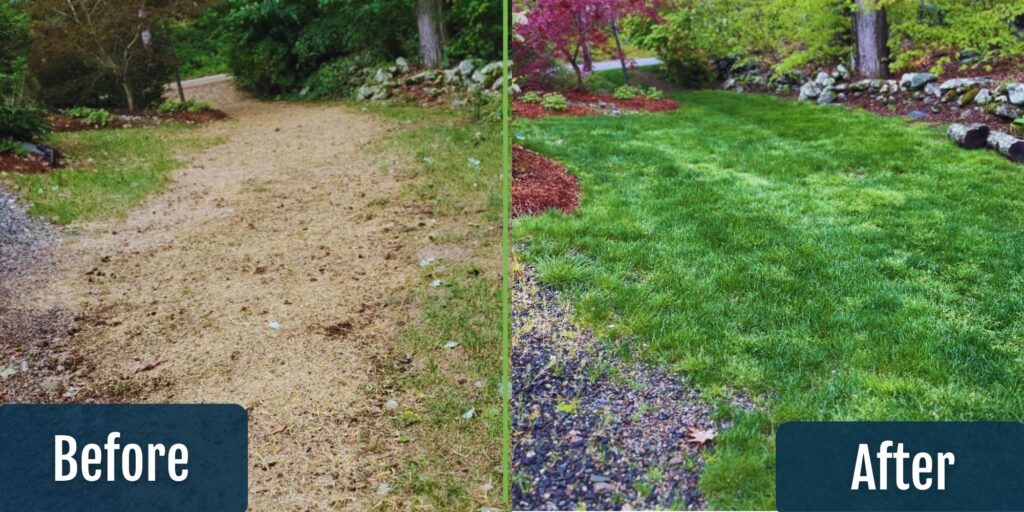 Lawn Care Tips Connecticut! Great Before and After Image