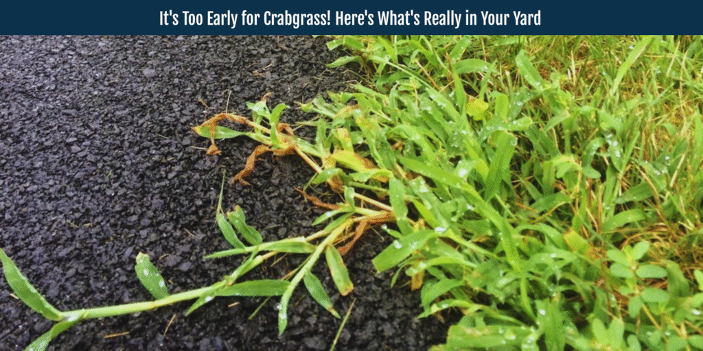 crabgrass control lawn care madison