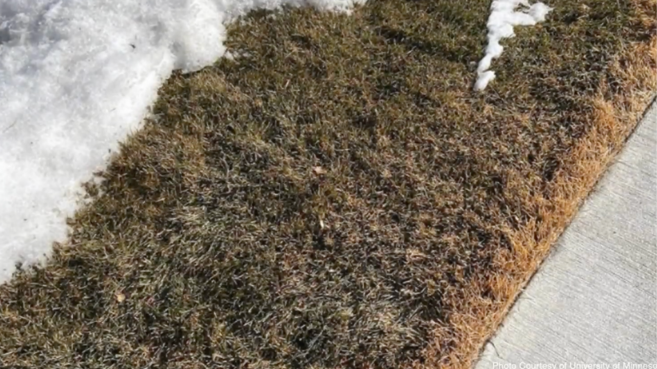 Dead strip of grass adjacent to a paved driveway showing salt damage