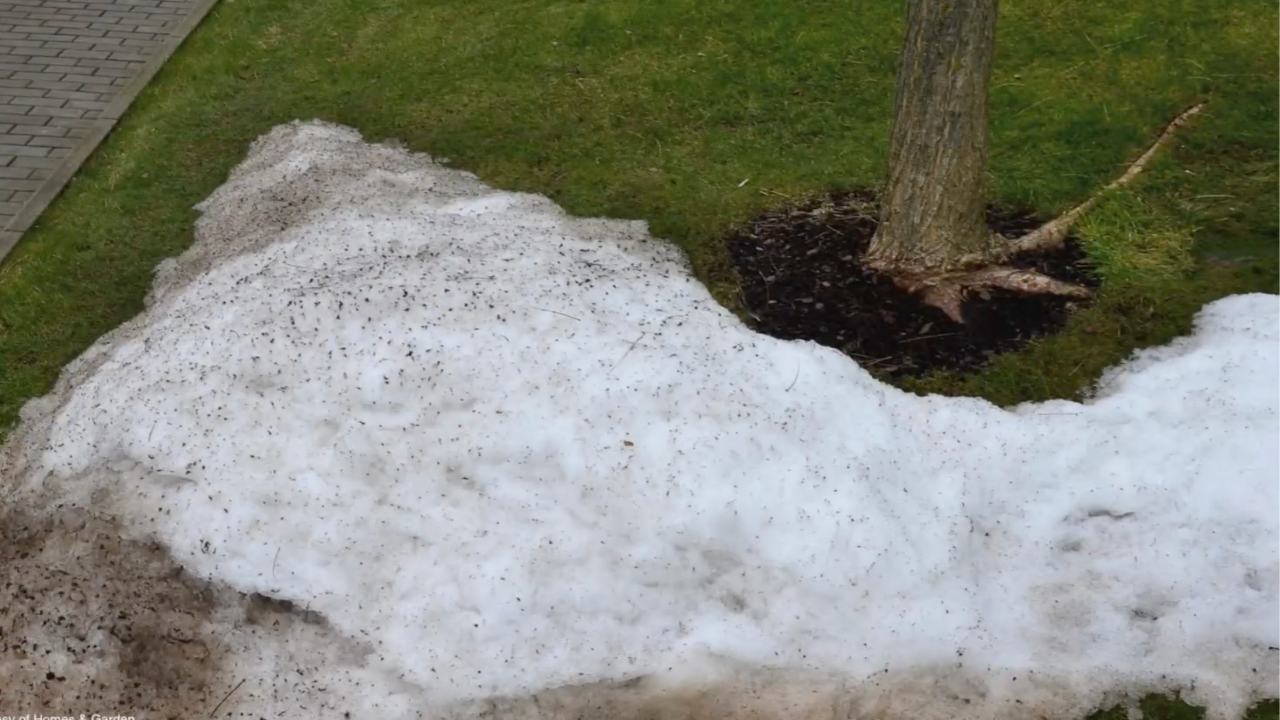 Close-up of turf with white, matted fungal growth (snow mold) and melting snow