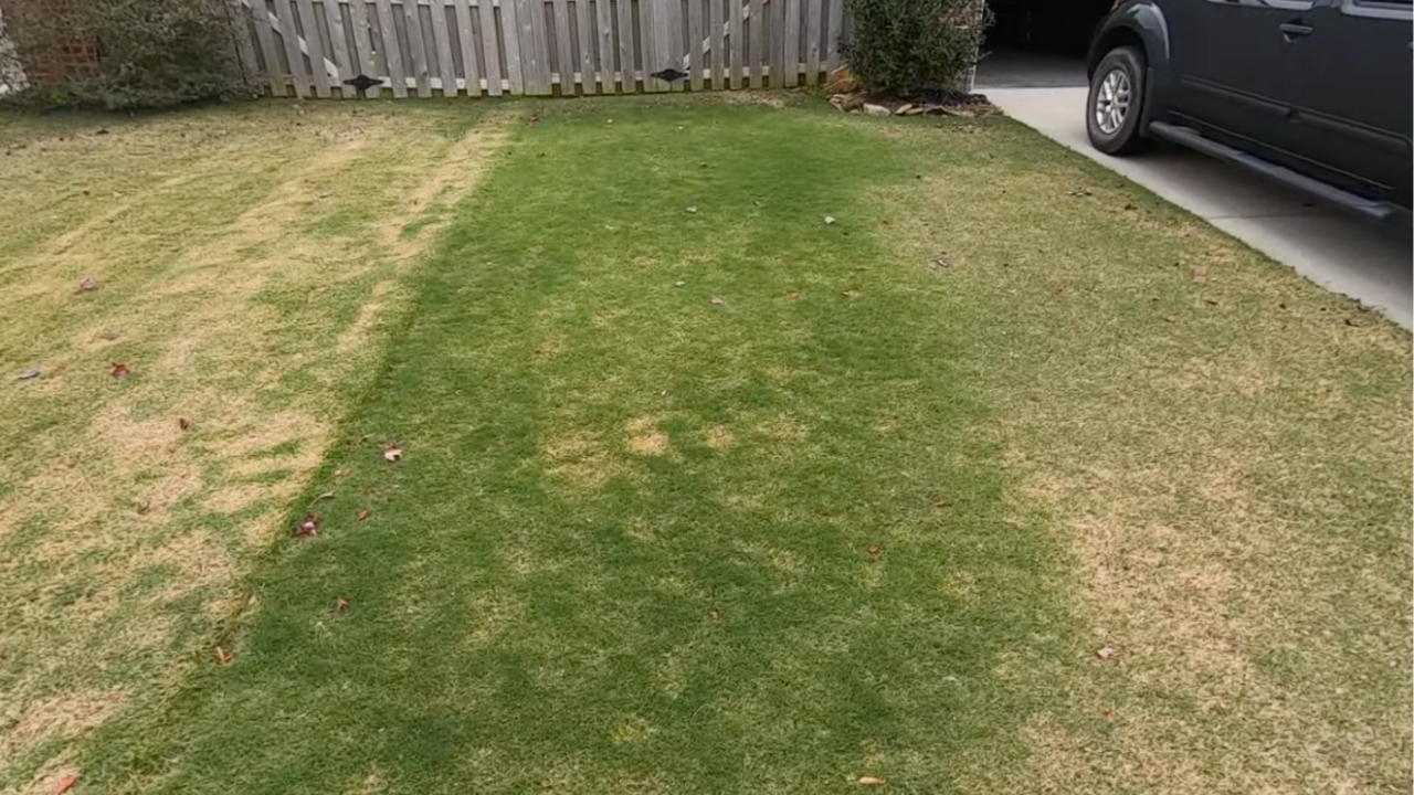 residential dormant bermudagrass lawn beside a sidewalk under an overcast sky with a person in a red cap